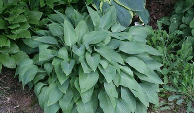"Image of hosta 'Tennessee Waltz' in a gardens setting showing a mature clump of heavily veined blue leaves."