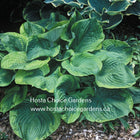Hosta 'Titanic' in a garden stting displaying it's early season colouring of a green centre and chartreuse margin.