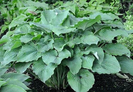 "Hosta 'Ulysses S. Grant' in a garden setting displaying large green ruffled leaves that are heavily corrugated"