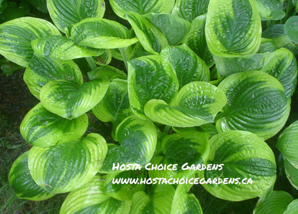 Unforgetable (22"x30") - Hosta Choice Gardens - Becancour, QC