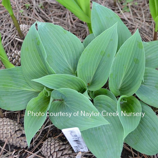 Valley's Vanilla Sticks (10"x15") - Hosta Choice Gardens - Becancour, QC