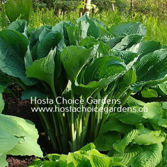 "Hosta 'Viking Ship' displaying its early Spring foliage as it unfurls in the garden."