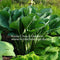 "Hosta 'Viking Ship' displaying its early Spring foliage as it unfurls in the garden."
