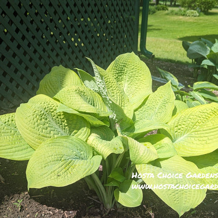 Viking Treasure (28"x72") Hosta Choice Gardens Introduction - Hosta Choice Gardens - Becancour, QC