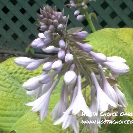 Viking Treasure (28"x72") Hosta Choice Gardens Introduction - Hosta Choice Gardens - Becancour, QC