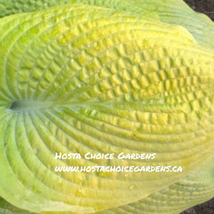 Viking Treasure (28"x72") Hosta Choice Gardens Introduction - Hosta Choice Gardens - Becancour, QC