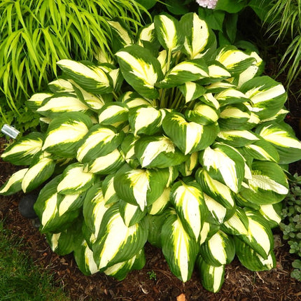 Vulcan - Hosta Choice Gardens