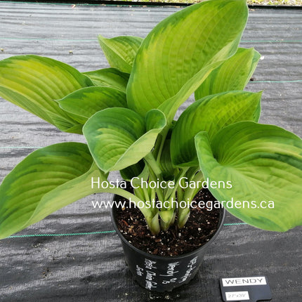 Wendy O/S (27" x39") Hosta Choice Gardens Introduction - Hosta Choice Gardens - Becancour, QC
