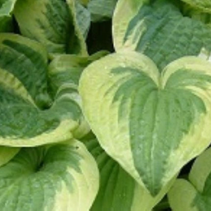Wide Brim - Hosta Choice Gardens