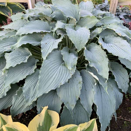 "Hosta 'Wind Beneath My Wings' displaying its captivating blue, ruffled leaves in a garden setting."