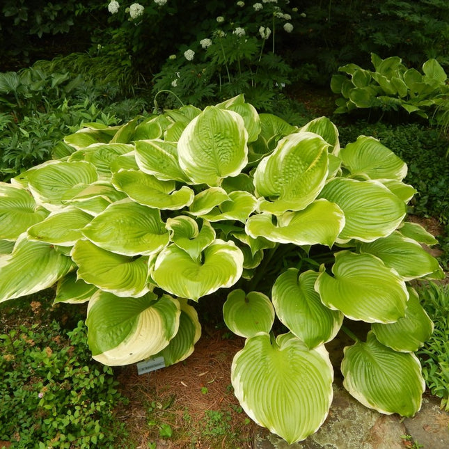 Winter Snow - Hosta Choice Gardens