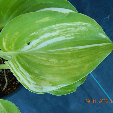 Wonderful Life - Hosta Choice Gardens