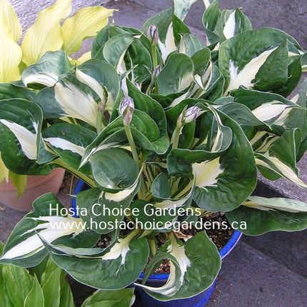 Woop Woop (15"H) - Hosta Choice Gardens - Becancour, QC