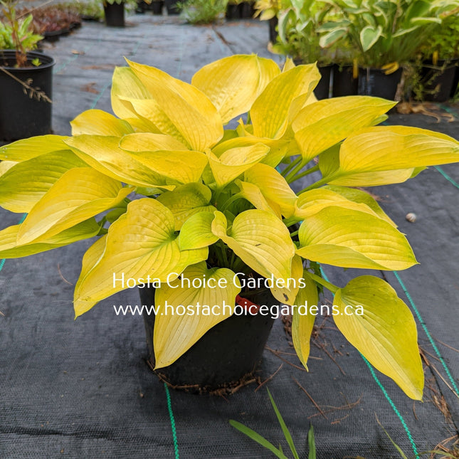 Yellow Fever O/S (13"x24") - Hosta Choice Gardens - Becancour, QC