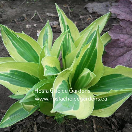 Yellow Polka Dot Bikini (12"x24") - Hosta Choice Gardens - Becancour, QC