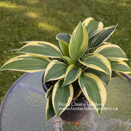 Yin (12"x26") - Hosta Choice Gardens - Becancour, QC