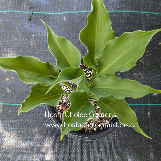 Yoshi O/S (17"x35") - Hosta Choice Gardens - Becancour, QC